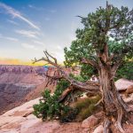 Bài học từ triết lý sống của cây?